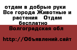 отдам в добрые руки - Все города Животные и растения » Отдам бесплатно   . Волгоградская обл.